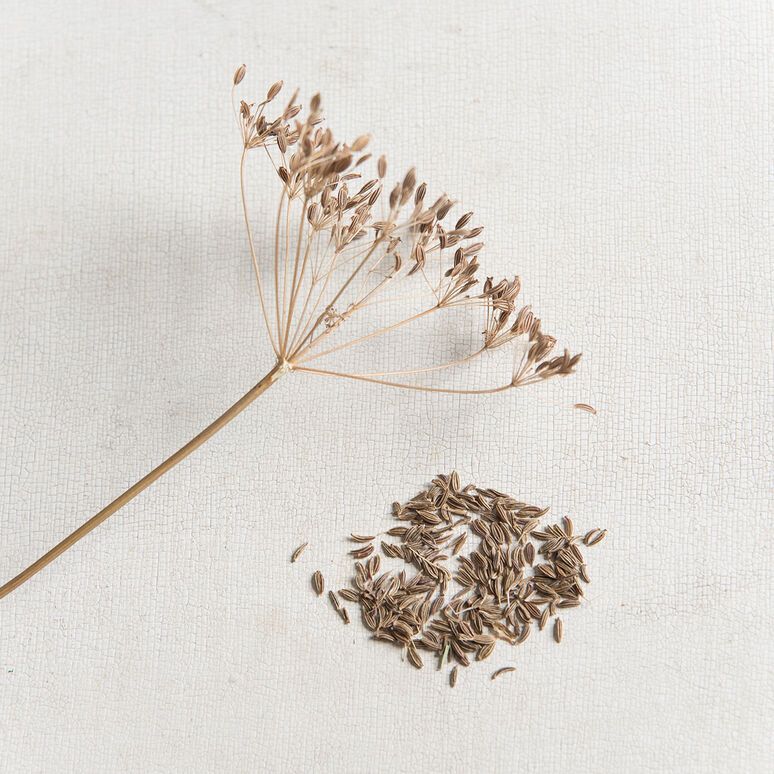 Caraway