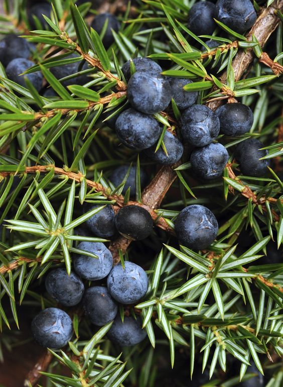 Juniper & Citrus